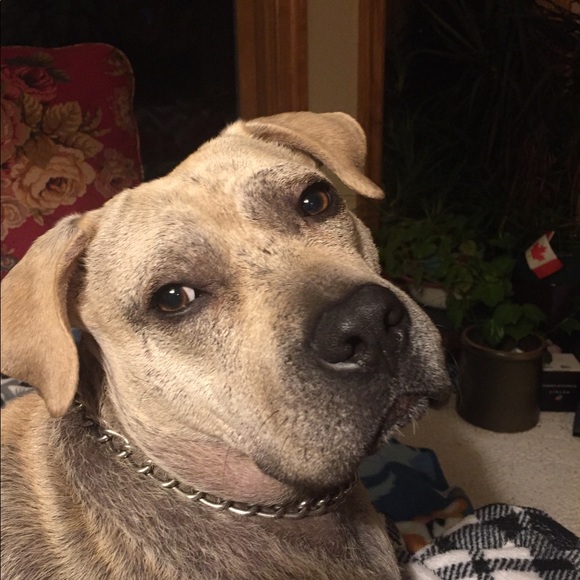 Maximus 🐾🐾🐶🐕🐾🐾 - Picture 3 of 8